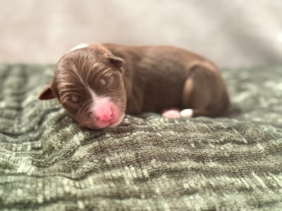 Les chiots de Berger Australien