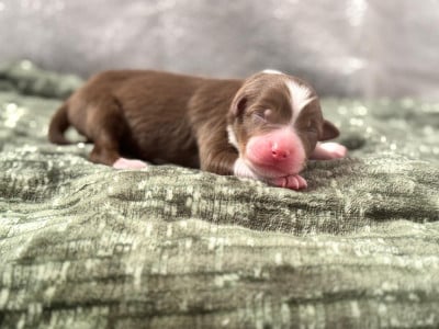 Les chiots de Berger Australien