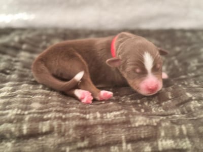 Les chiots de Berger Australien