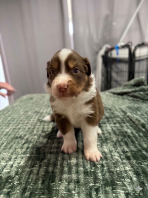 Les chiots de Berger Australien