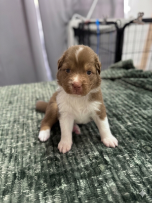Les chiots de Berger Australien