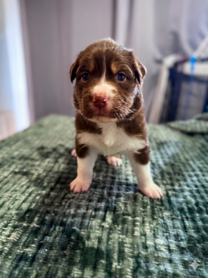 Les chiots de Berger Australien