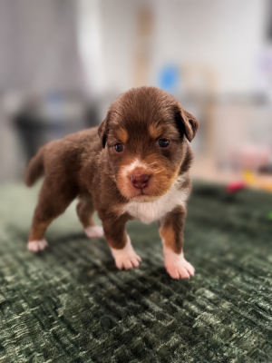 Les chiots de Berger Australien