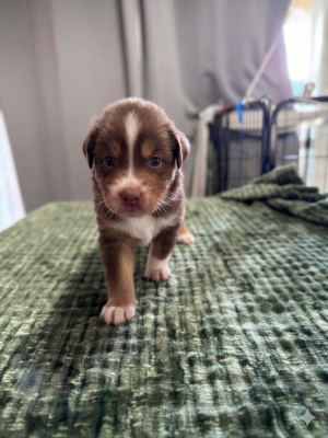 Les chiots de Berger Australien