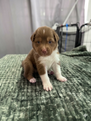 Les chiots de Berger Australien