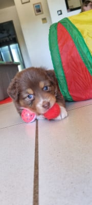 Les chiots de Berger Australien
