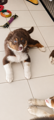Les chiots de Berger Australien