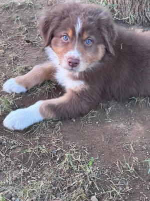 Les chiots de Berger Australien