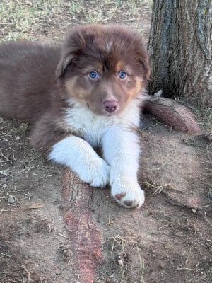 Les chiots de Berger Australien