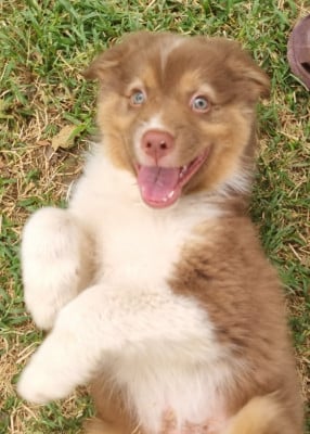 Les chiots de Berger Australien
