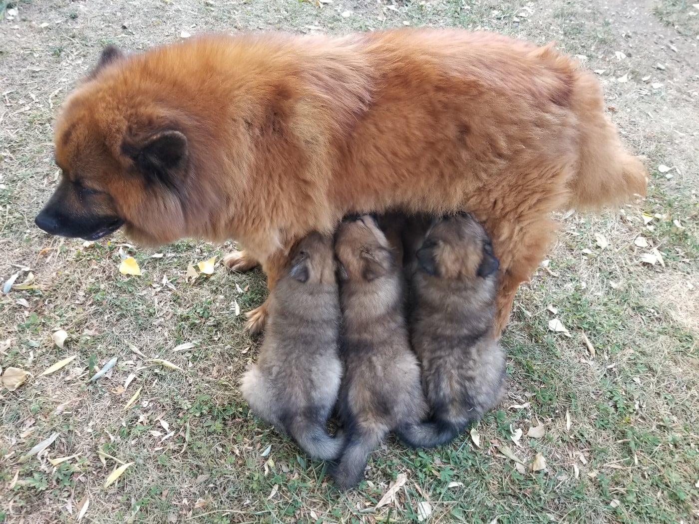 Chiot Eurasier