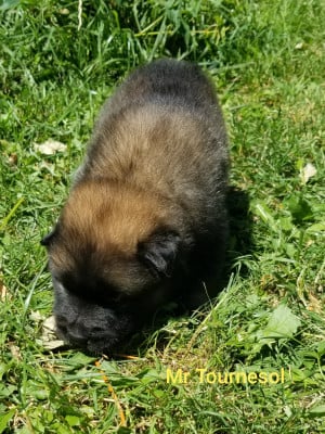 Les chiots de Eurasier
