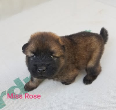 Les chiots de Eurasier