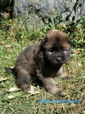 Les chiots de Eurasier