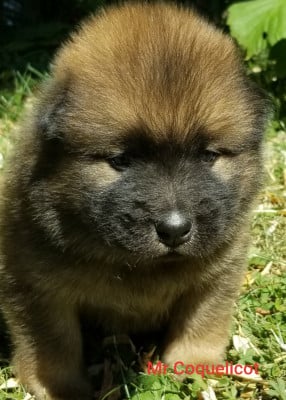 Les chiots de Eurasier