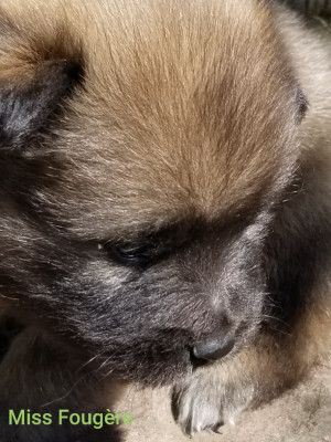 Les chiots de Eurasier