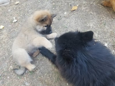 Les chiots de Eurasier