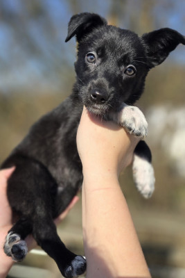 Les chiots de Border Collie