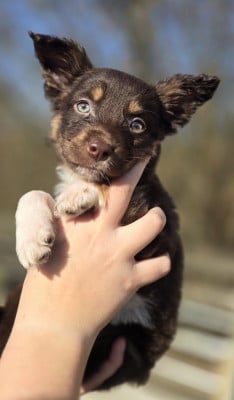 Les chiots de Border Collie