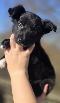 Les chiots de Border Collie