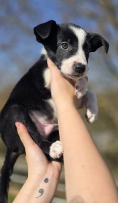 Les chiots de Border Collie