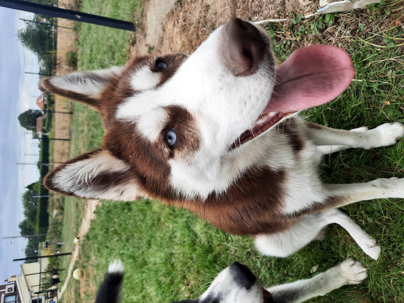 Vodka la meute du pays de bray