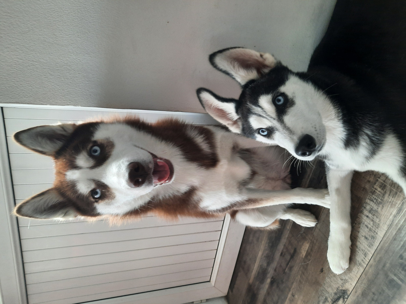 Vodka la meute du pays de bray