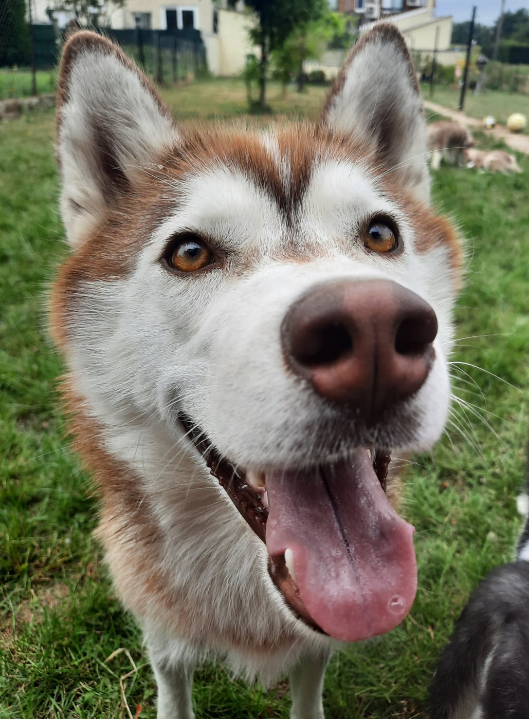 Uska Des Petits Loups Polaires