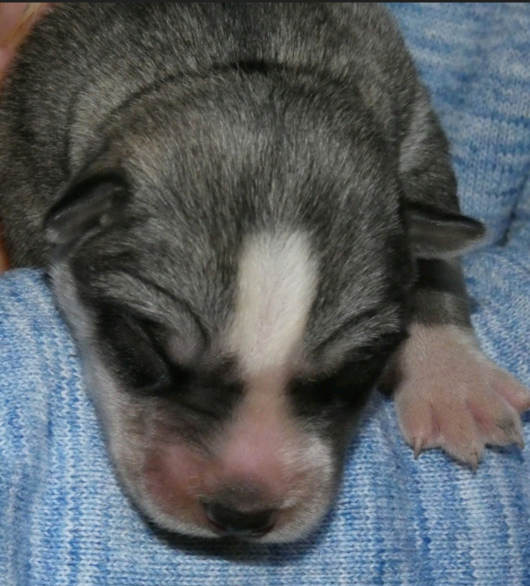 Publication : De L'Etoile Bleu Polaire