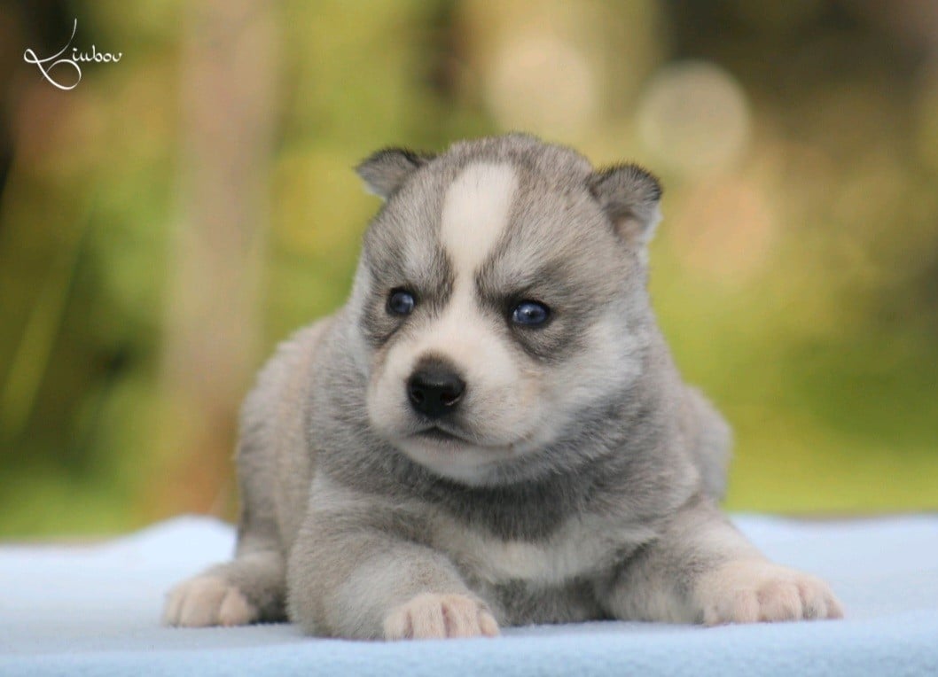 Publication : De L'Etoile Bleu Polaire
