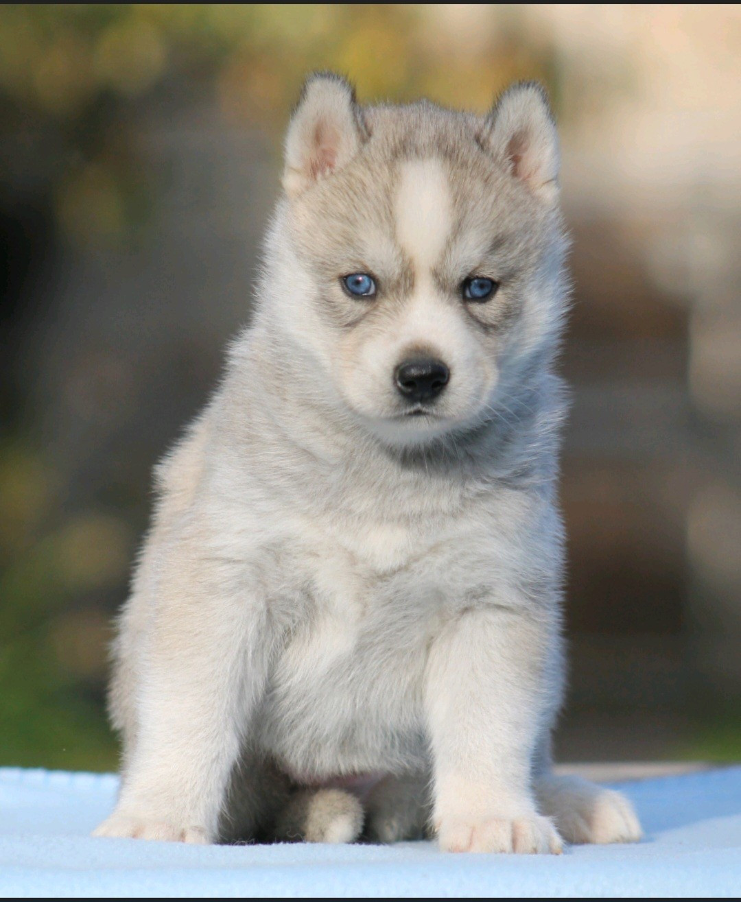 Publication : De L'Etoile Bleu Polaire
