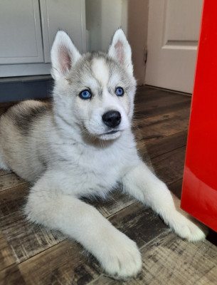 De L'Etoile Bleu Polaire