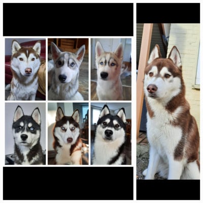 De L'Etoile Bleu Polaire