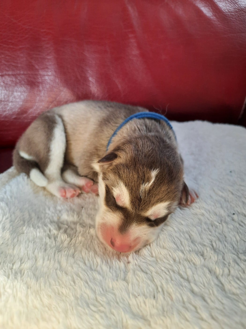 Bounty - Siberian Husky