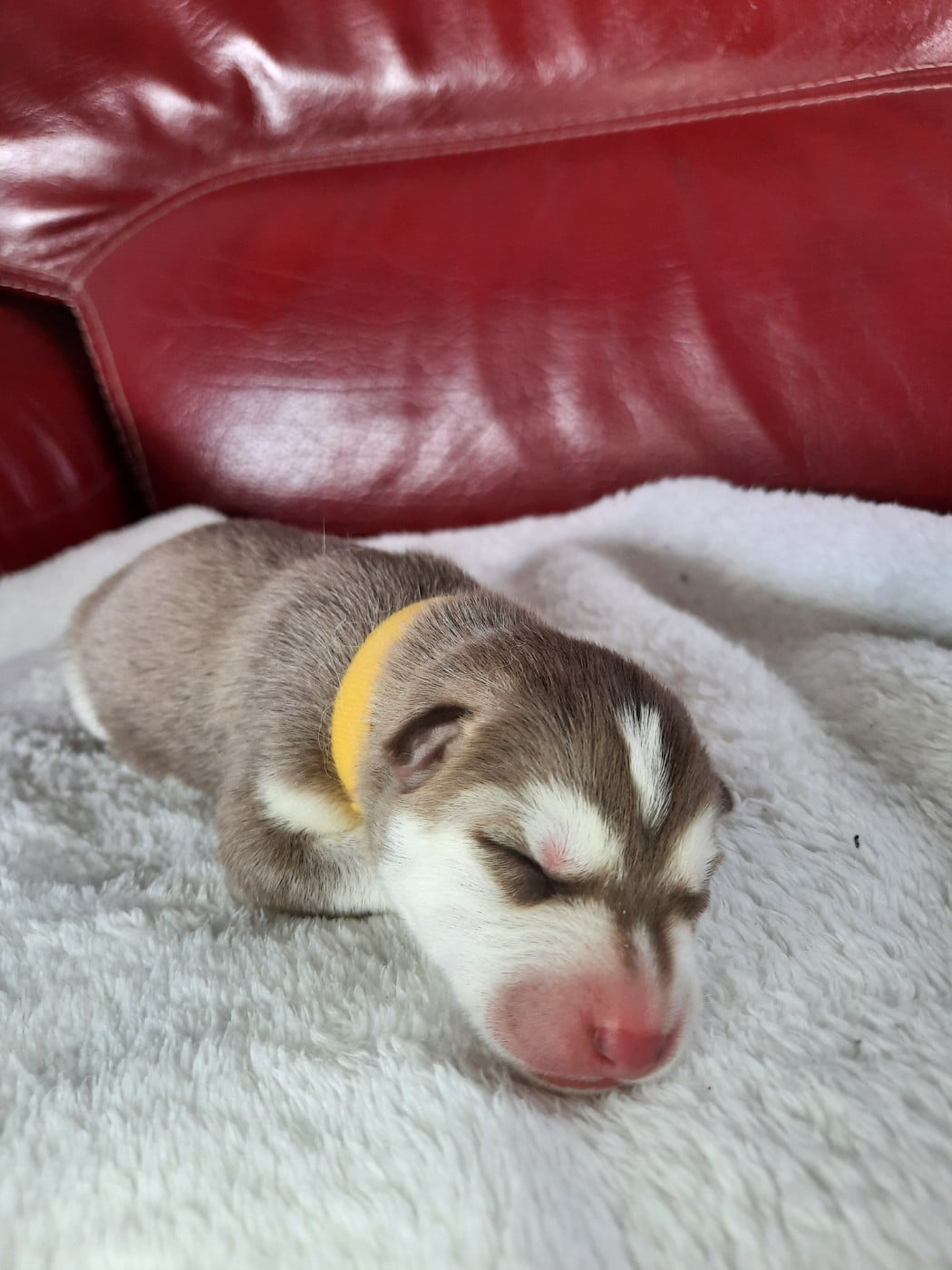 Bacon - Siberian Husky