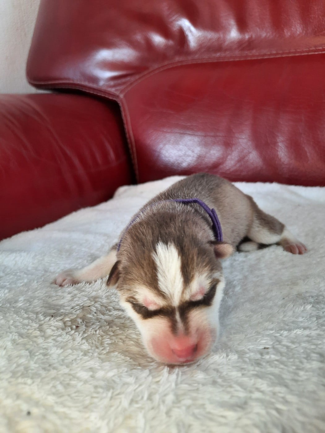 Blake - Siberian Husky