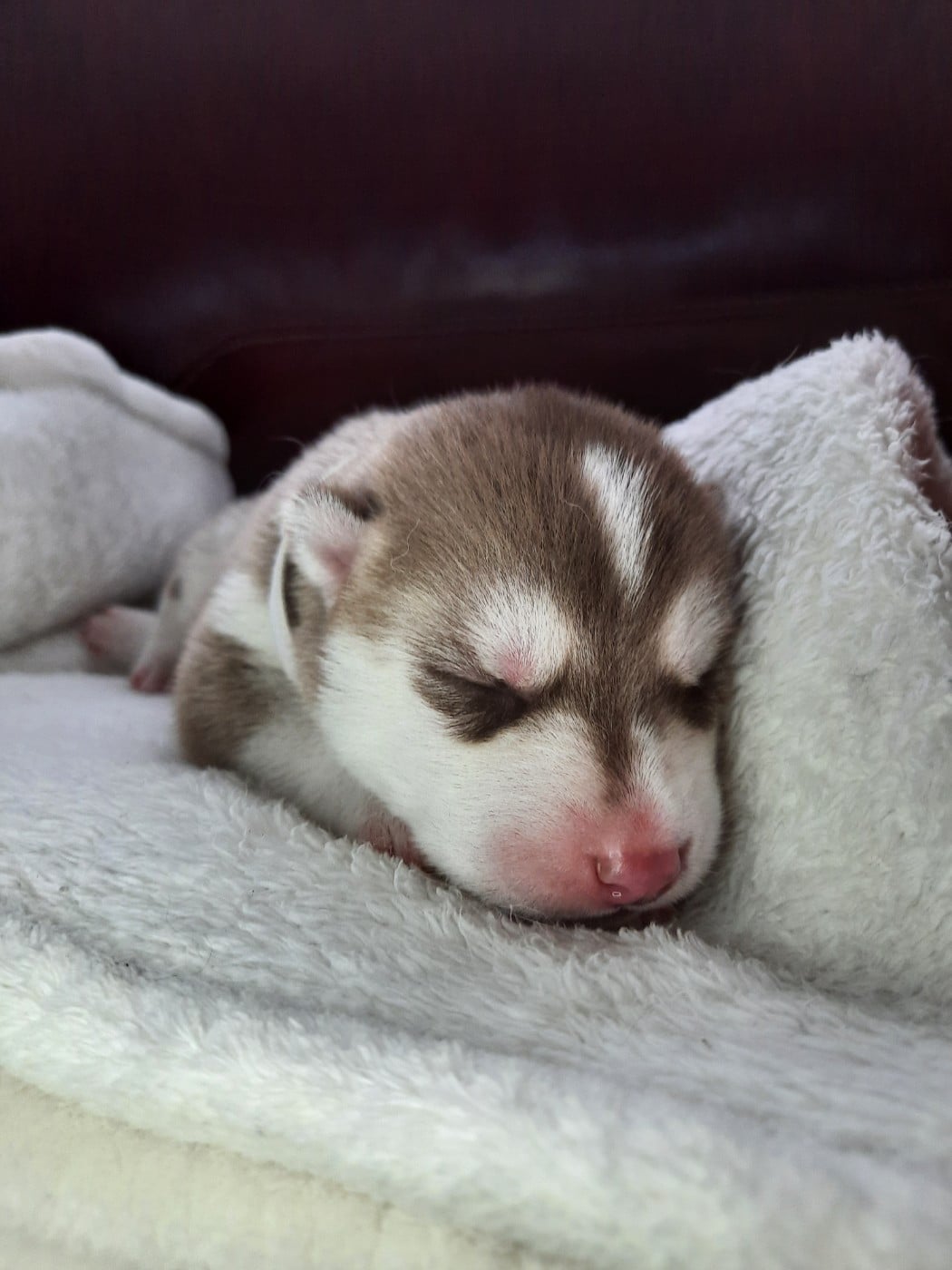 Brownie
