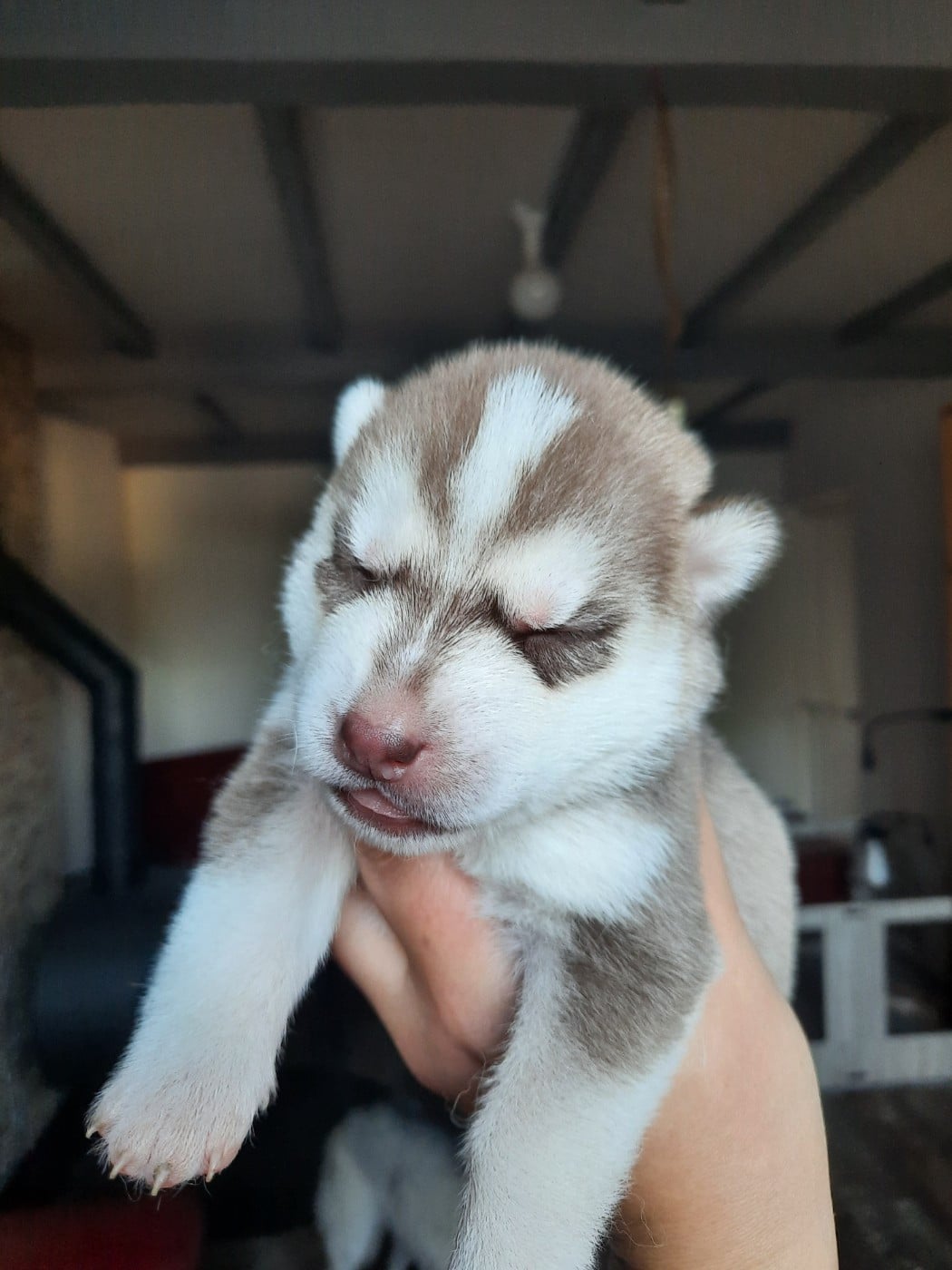 Birka
