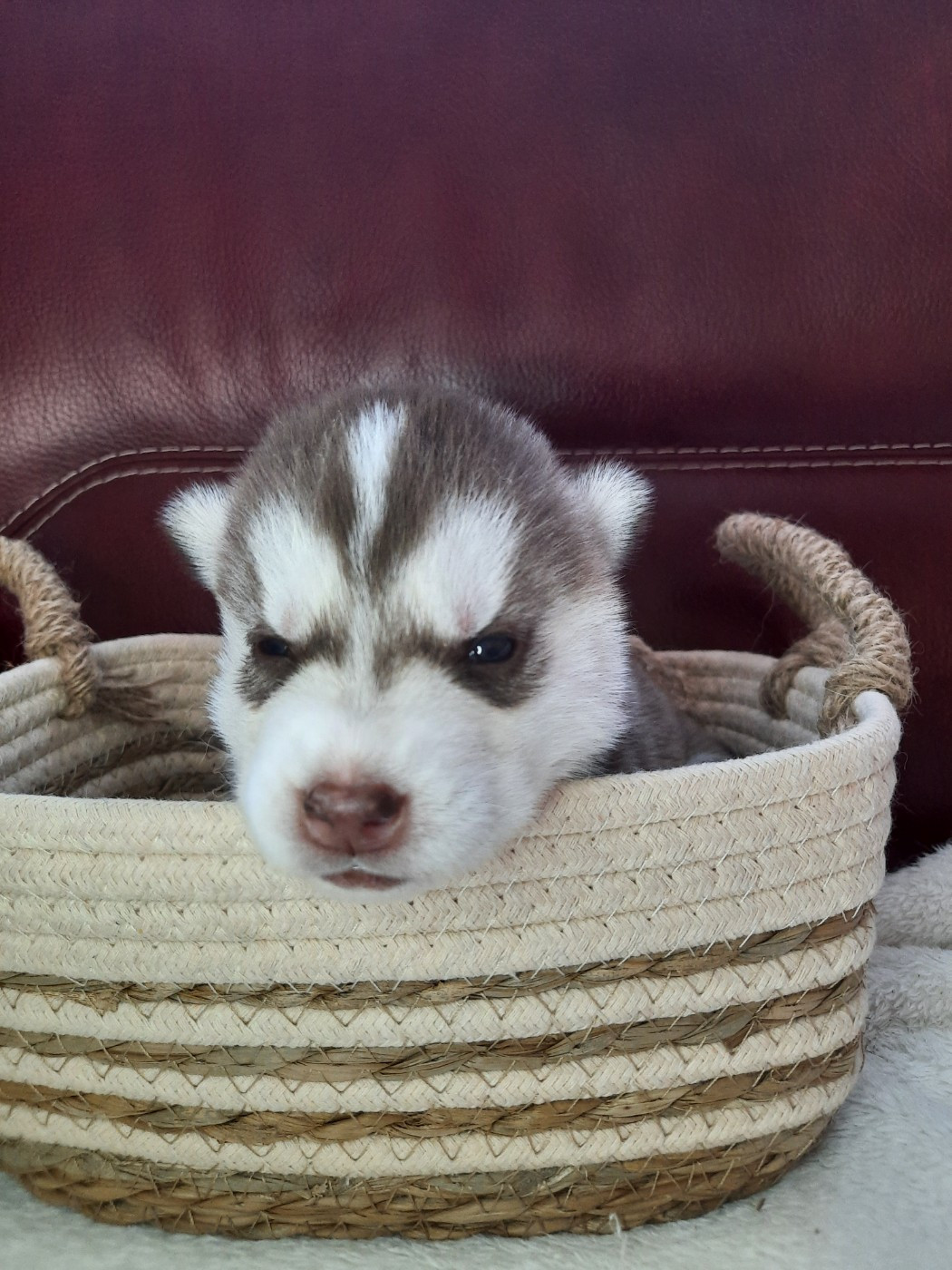 Balou