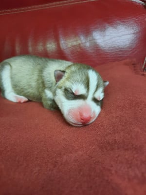 CHIOT 2 - Siberian Husky