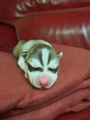 CHIOT 3 - Siberian Husky