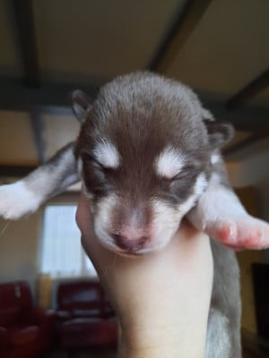 Les chiots de Siberian Husky