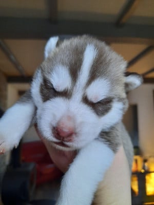 Les chiots de Siberian Husky