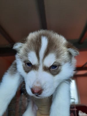 Les chiots de Siberian Husky