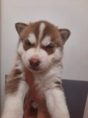 Les chiots de Siberian Husky