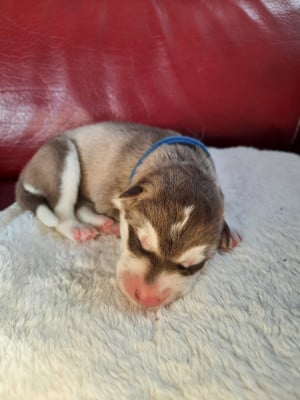 Bounty - Siberian Husky