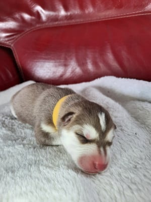 Bacon - Siberian Husky