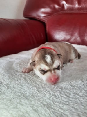 Boréale - Siberian Husky