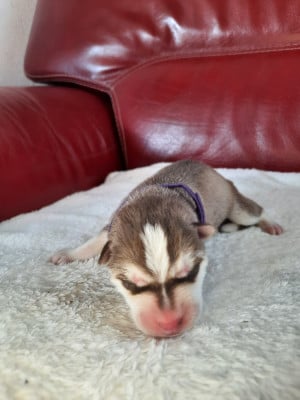 Blake - Siberian Husky