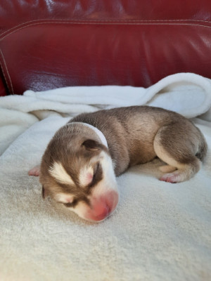 Brownie - Siberian Husky